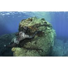 TRAJE TRACINA CRESSI