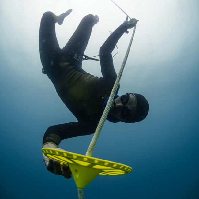 PLATO INFERIOR OCTOPUS