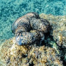 TRAJE KRYPSIS 5,5MM SALVIMAR